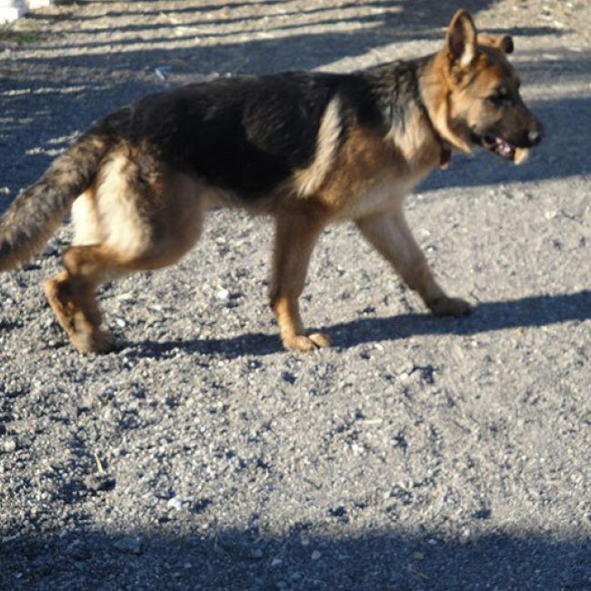 Residencia canina en Madrid