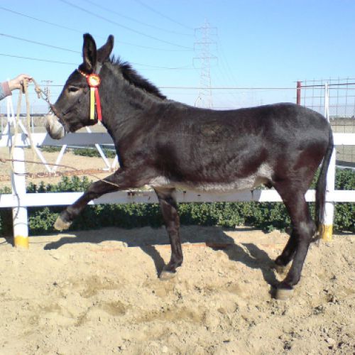 CENTRO ECUESTRE LOS LAURELES