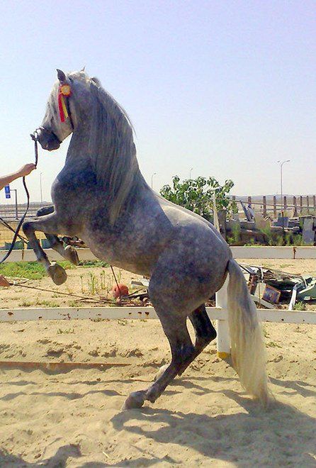 Centro ecuestre en Madrid