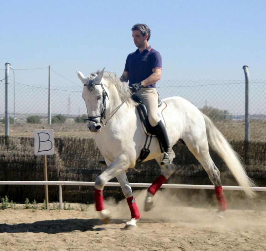 CENTRO ECUESTRE LOS LAURELES