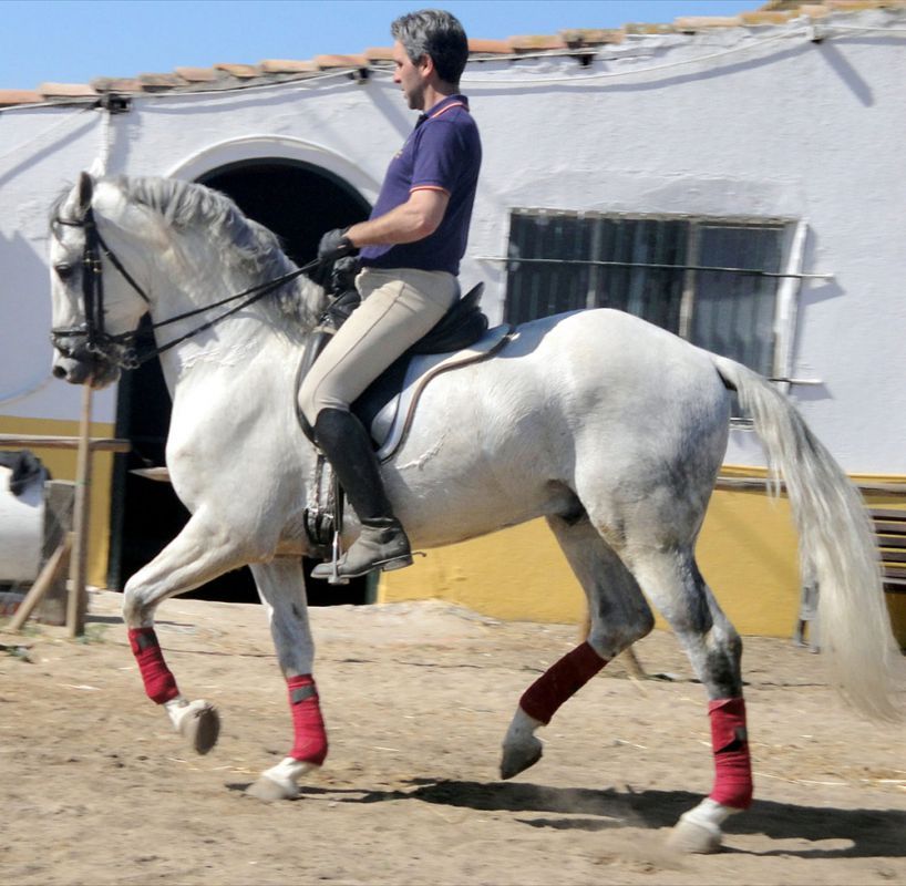 CENTRO ECUESTRE LOS LAURELES