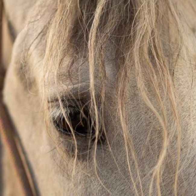 Localización del Centro Ecuestre Los Laureles