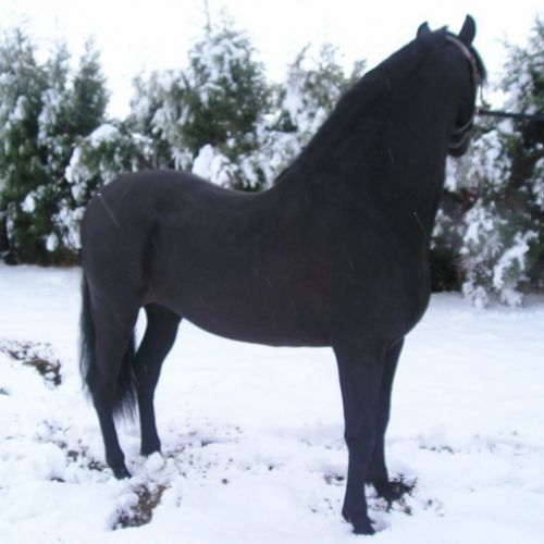 CENTRO ECUESTRE LOS LAURELES