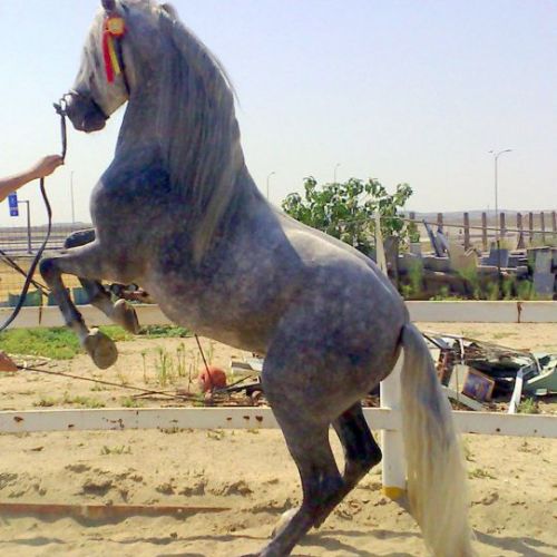 CENTRO ECUESTRE LOS LAURELES