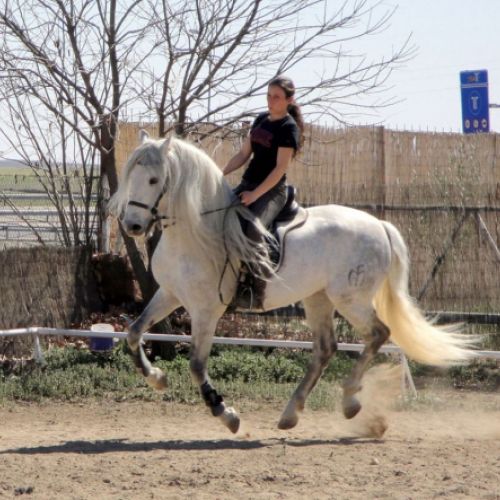 CENTRO ECUESTRE LOS LAURELES