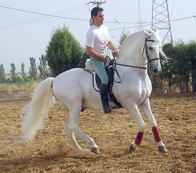 CENTRO ECUESTRE LOS LAURELES