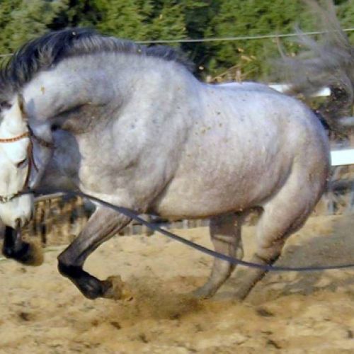 CENTRO ECUESTRE LOS LAURELES