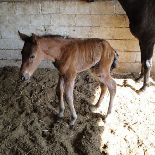 CENTRO ECUESTRE LOS LAURELES