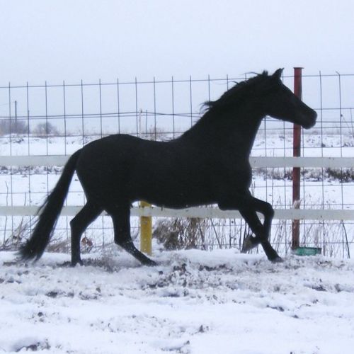 CENTRO ECUESTRE LOS LAURELES