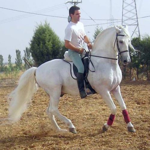 CENTRO ECUESTRE LOS LAURELES