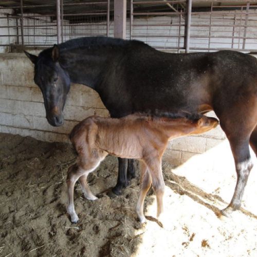 CENTRO ECUESTRE LOS LAURELES