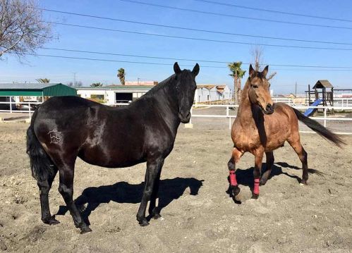 Instalaciones de Los Laureles