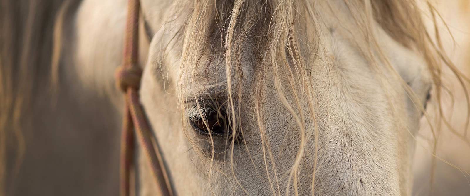 Localización del Centro Ecuestre Los Laureles
