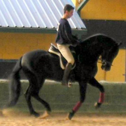 CENTRO ECUESTRE LOS LAURELES