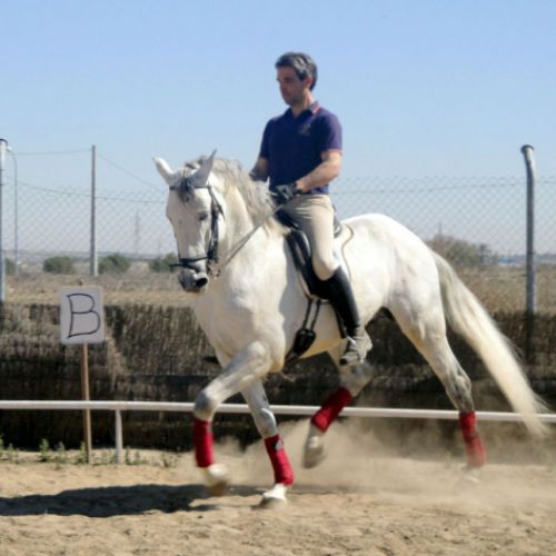 CENTRO ECUESTRE LOS LAURELES