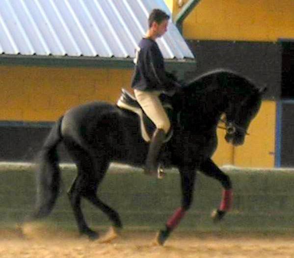 CENTRO ECUESTRE LOS LAURELES