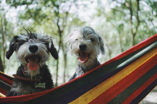 Hotel para mascotas en Madrid