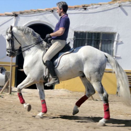 CENTRO ECUESTRE LOS LAURELES