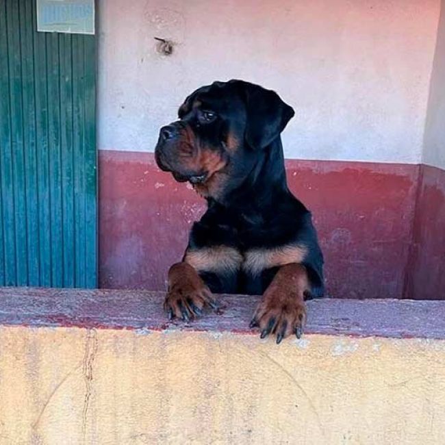 Residencia canina en Madrid