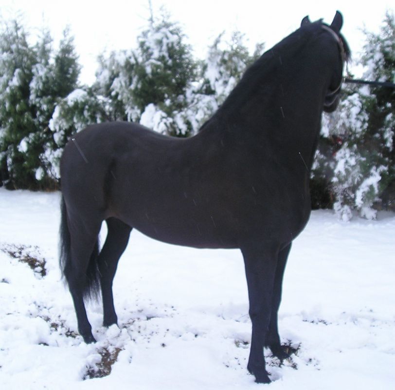 CENTRO ECUESTRE LOS LAURELES